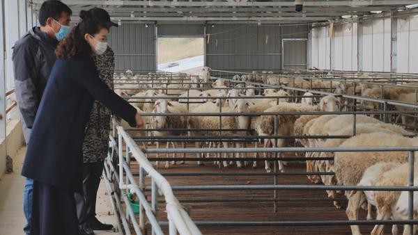 2021年羊养殖业发展趋势,河南羊产业发展趋势