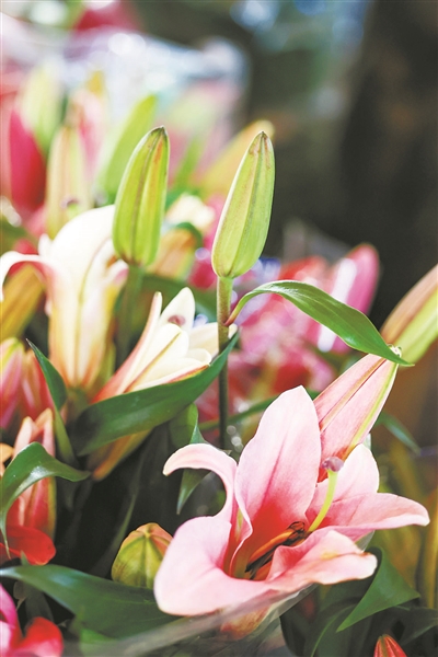 元旦节刊·花市|花如海人如潮，行过花街才过年