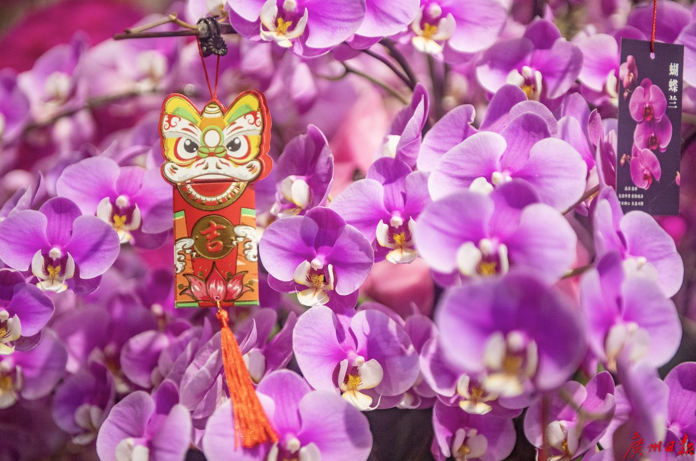 元旦节刊·花市|花如海人如潮，行过花街才过年