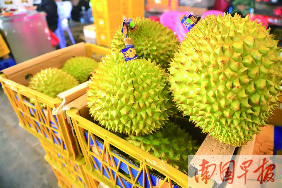 南宁榴莲价格行情,今日广西南宁水果市场行情