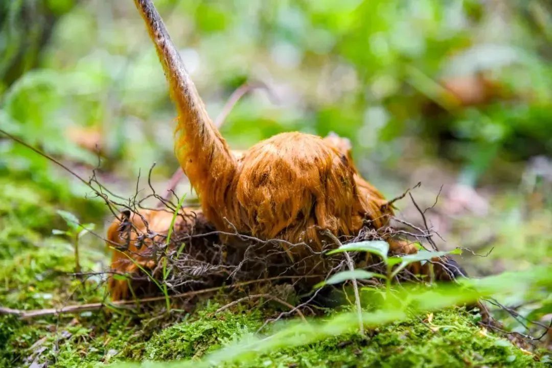 收购金毛狗十吨会怎样处罚,捡了一个金毛犬算违法吗