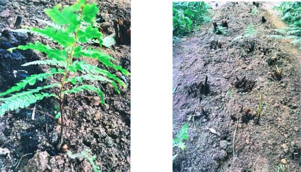 收购金毛狗十吨会怎样处罚,捡了一个金毛犬算违法吗