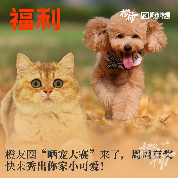 英式马术障碍赛儿童,马术儿童障碍赛