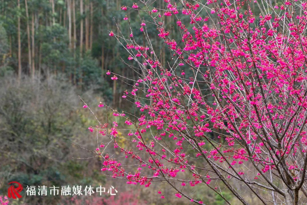 福清赏樱花,福清粉色樱花