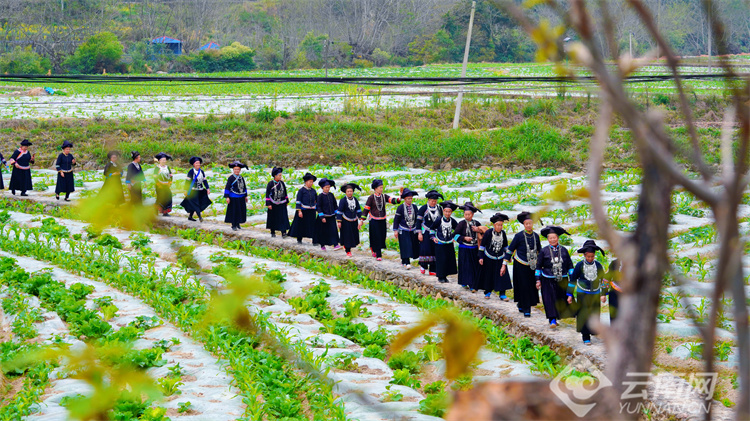 西畴女子太阳节的文化背景,西畴县女子太阳节的节庆文化意义