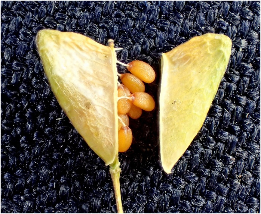 荠菜种植正确做法,怎么种荠菜的最简单方法