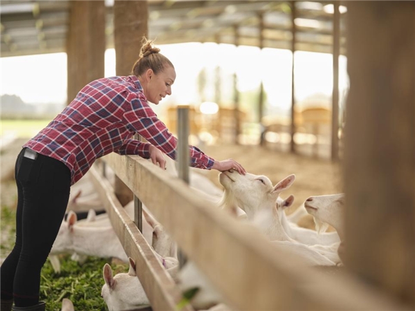 热门婴儿羊奶粉品牌推荐,新西兰婴儿羊奶粉十大名牌排行榜
