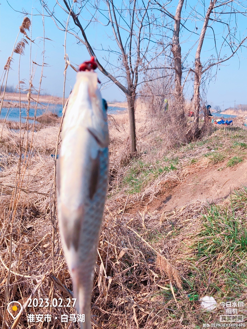 白马湖禁止钓鱼吗,白马湖朝阳河禁钓吗