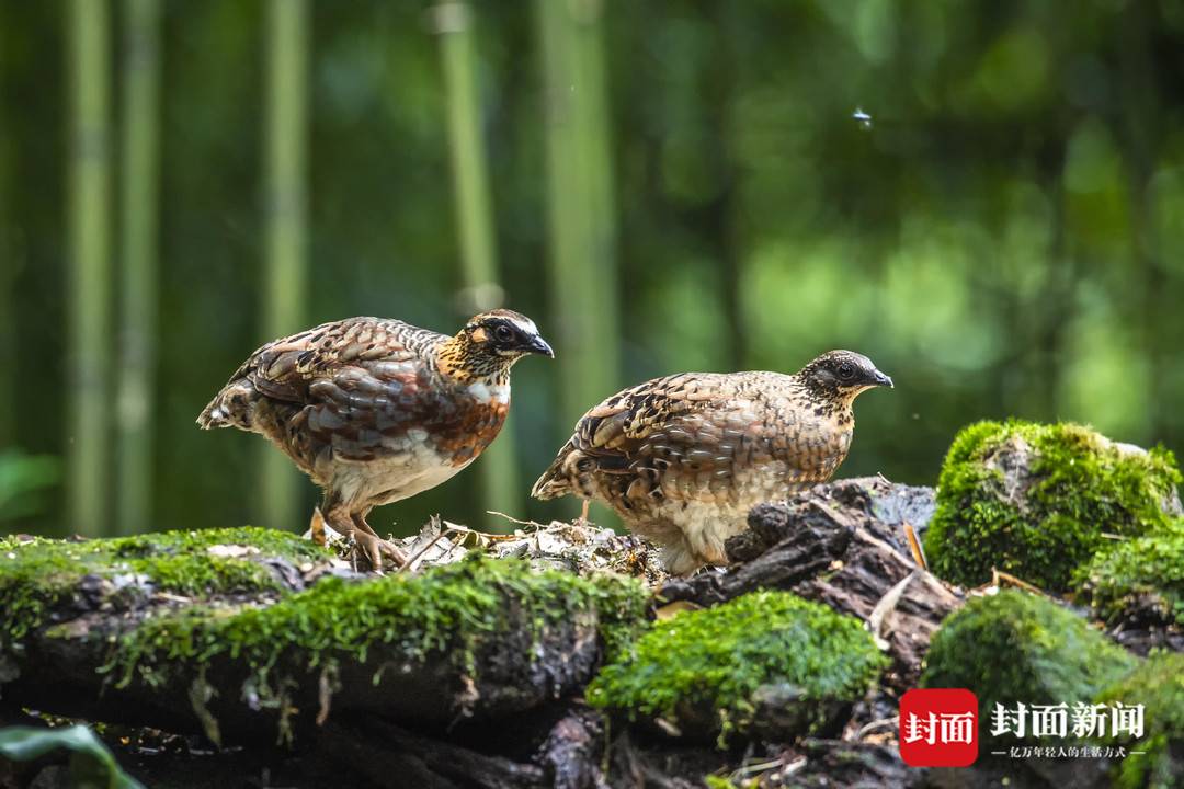 山上野生鹧鸪,野生动植物灭绝的原因
