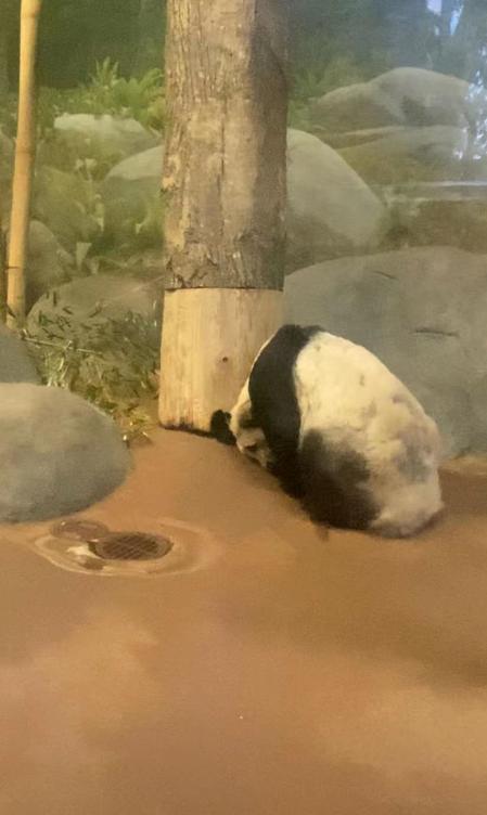 在美华人为熊猫丫丫买时代广场投屏：在动物园里感受到它的痛苦，没有嫩竹笋，没人与它互动，想为它发声