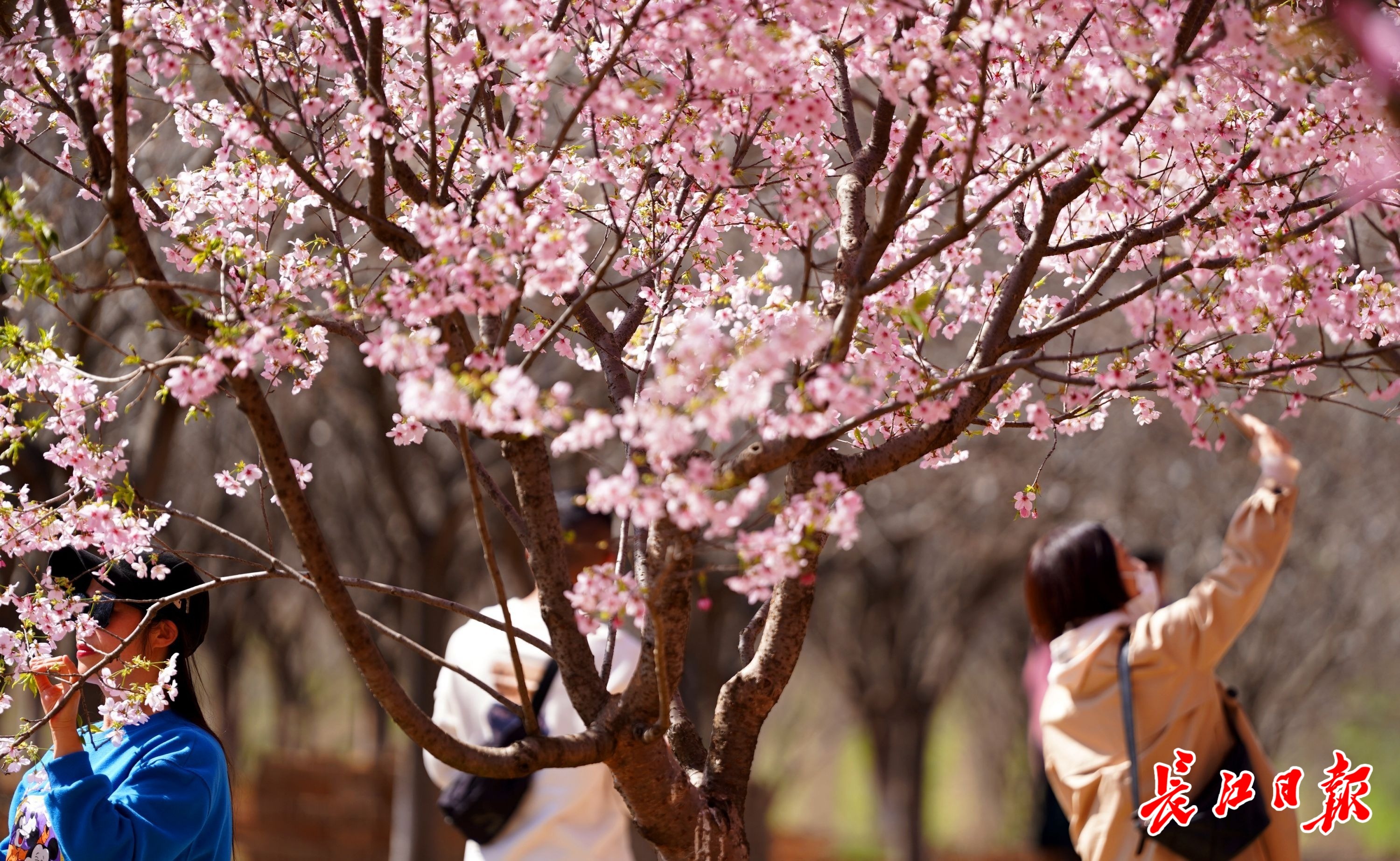 少女心粉色系美图,春季美图高清粉色系