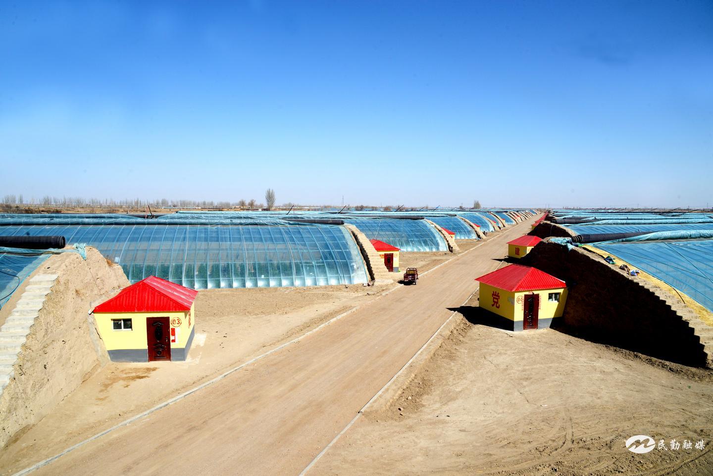 民勤县薛百镇:端稳“致富碗”吃上“产业饭”