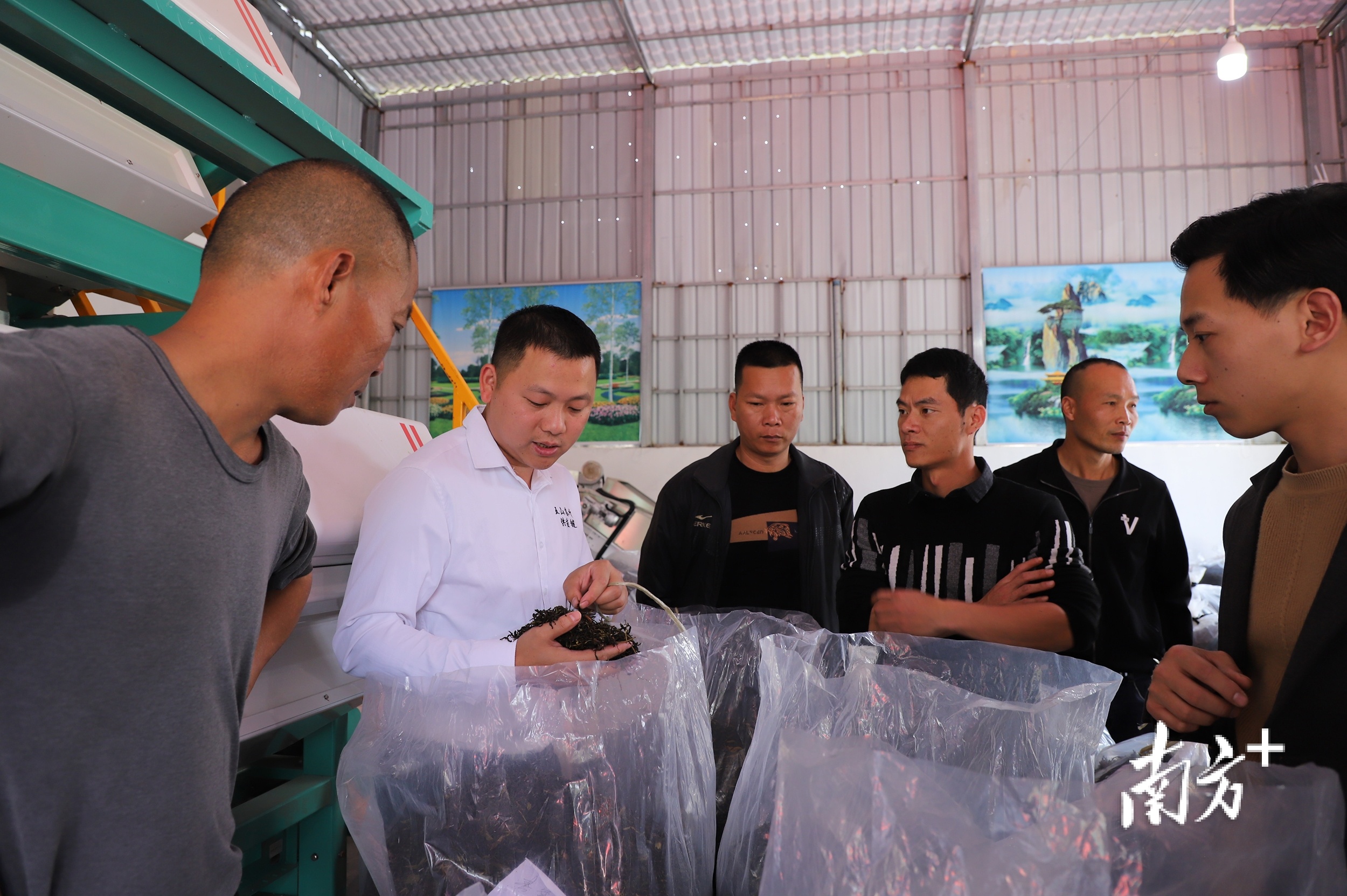 技术提升了,销路不愁了!万峰生态茶叶愈做愈“工夫”