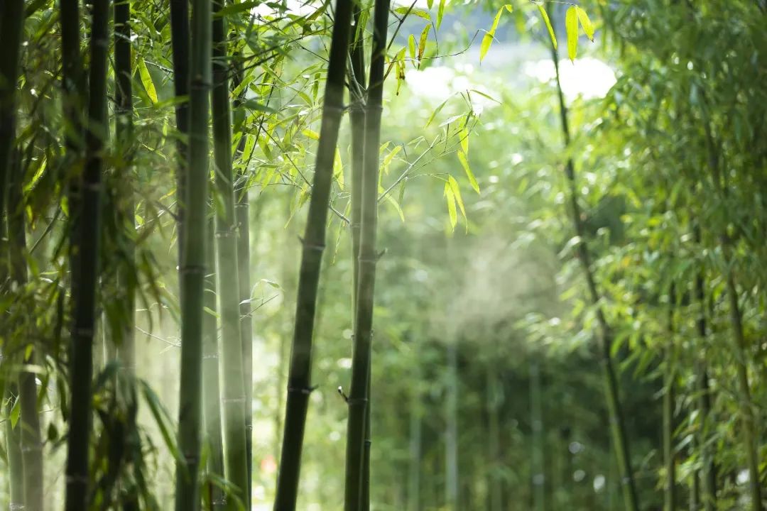 有关二十四节气春分经典诵读,经典诵读二十四节气春分完整版