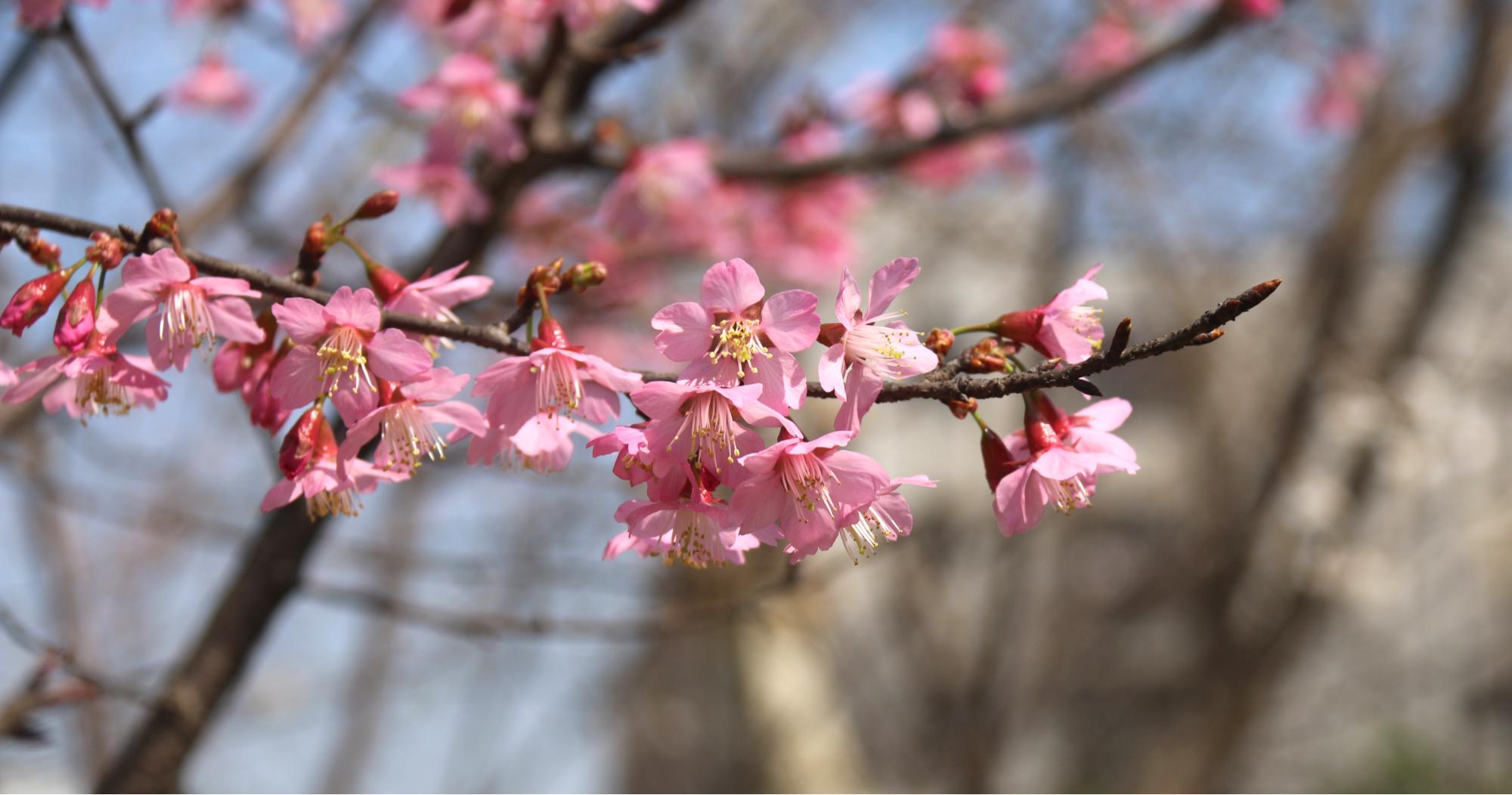 “楚”字头樱花品种再上新！武汉国樱“八楚争妍”