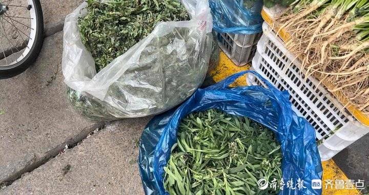 济南野生野菜大全,时令野菜上市价格