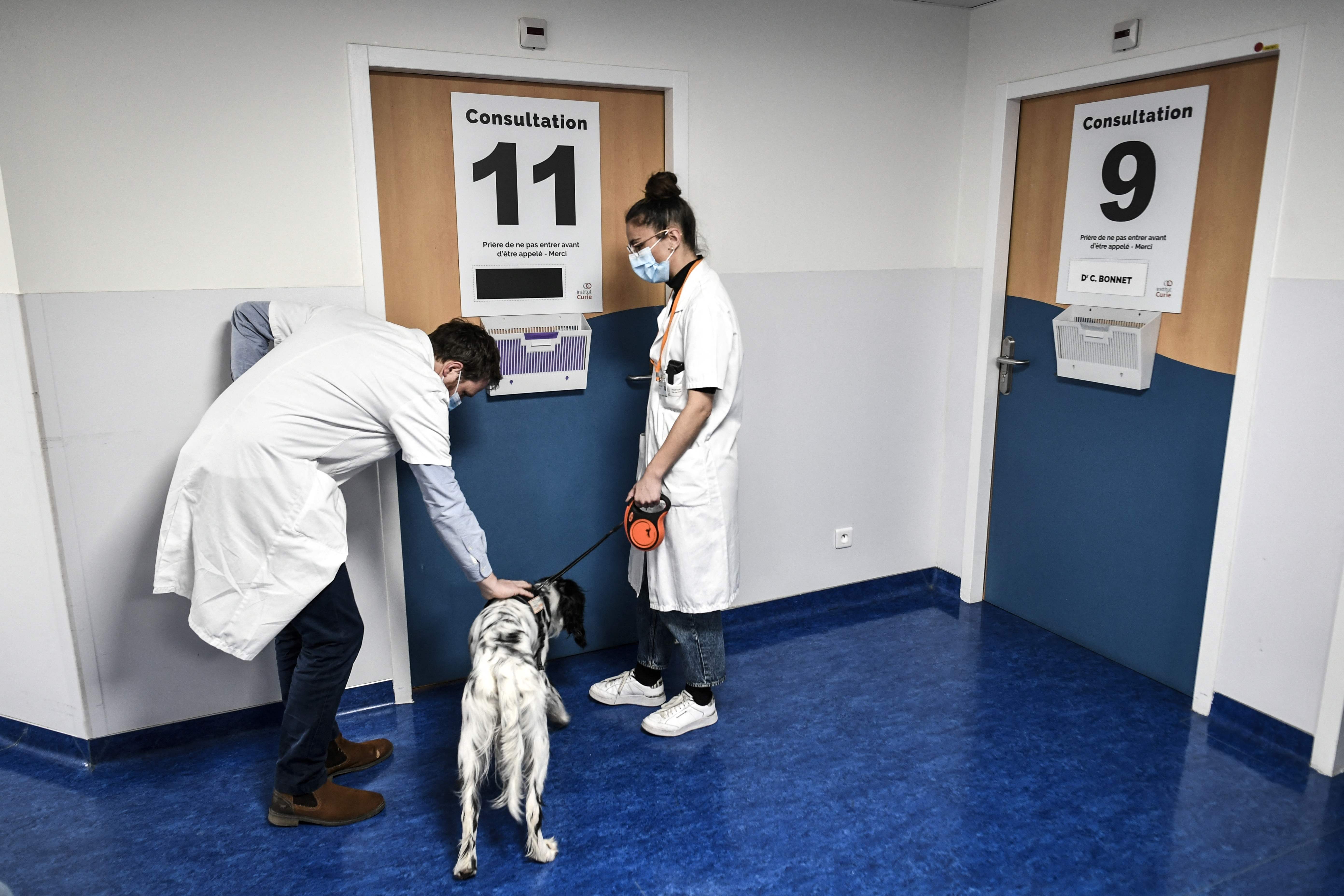 （外代一线）巴黎：帮助癌症患者的狗狗“医生”