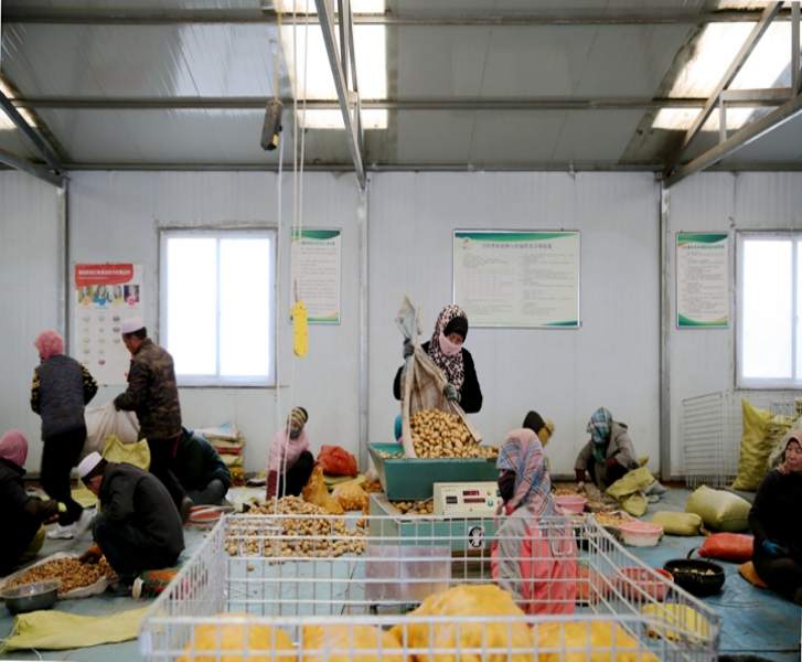 定西土豆产业带动当地经济,甘肃定西土豆产业扶贫