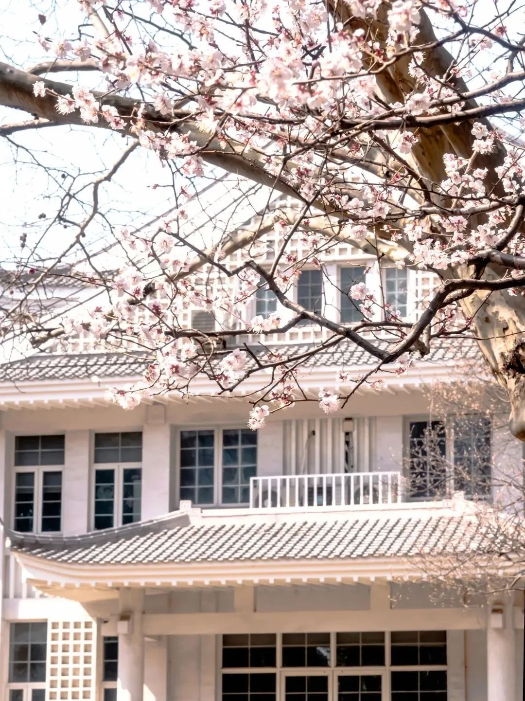 春日赏花先识花，识花先看这一篇~