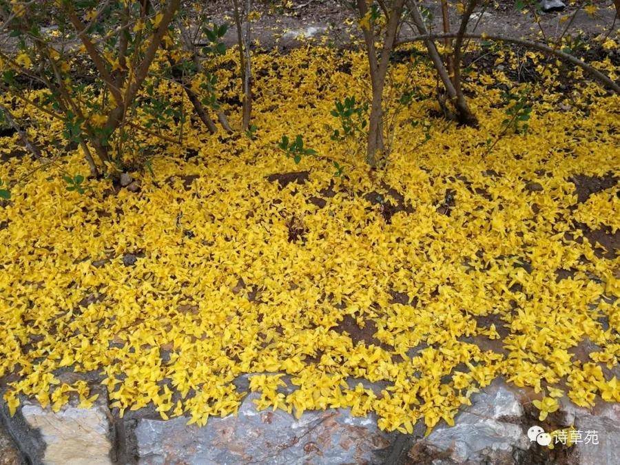 清明习俗和传说,清明传说和习俗