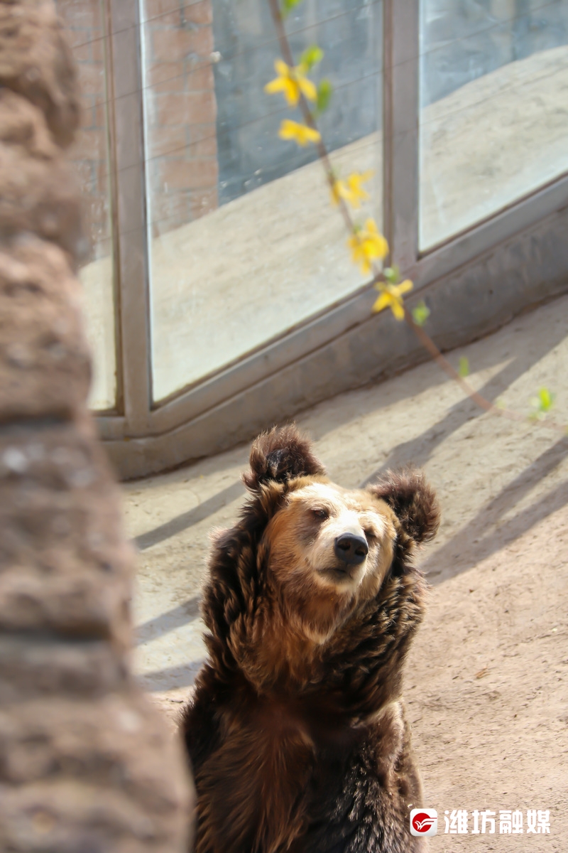 潍坊金宝乐园导游图高清,潍坊金宝乐园实体拍摄
