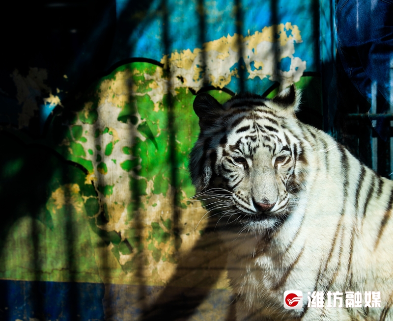 潍坊金宝乐园导游图高清,潍坊金宝乐园实体拍摄