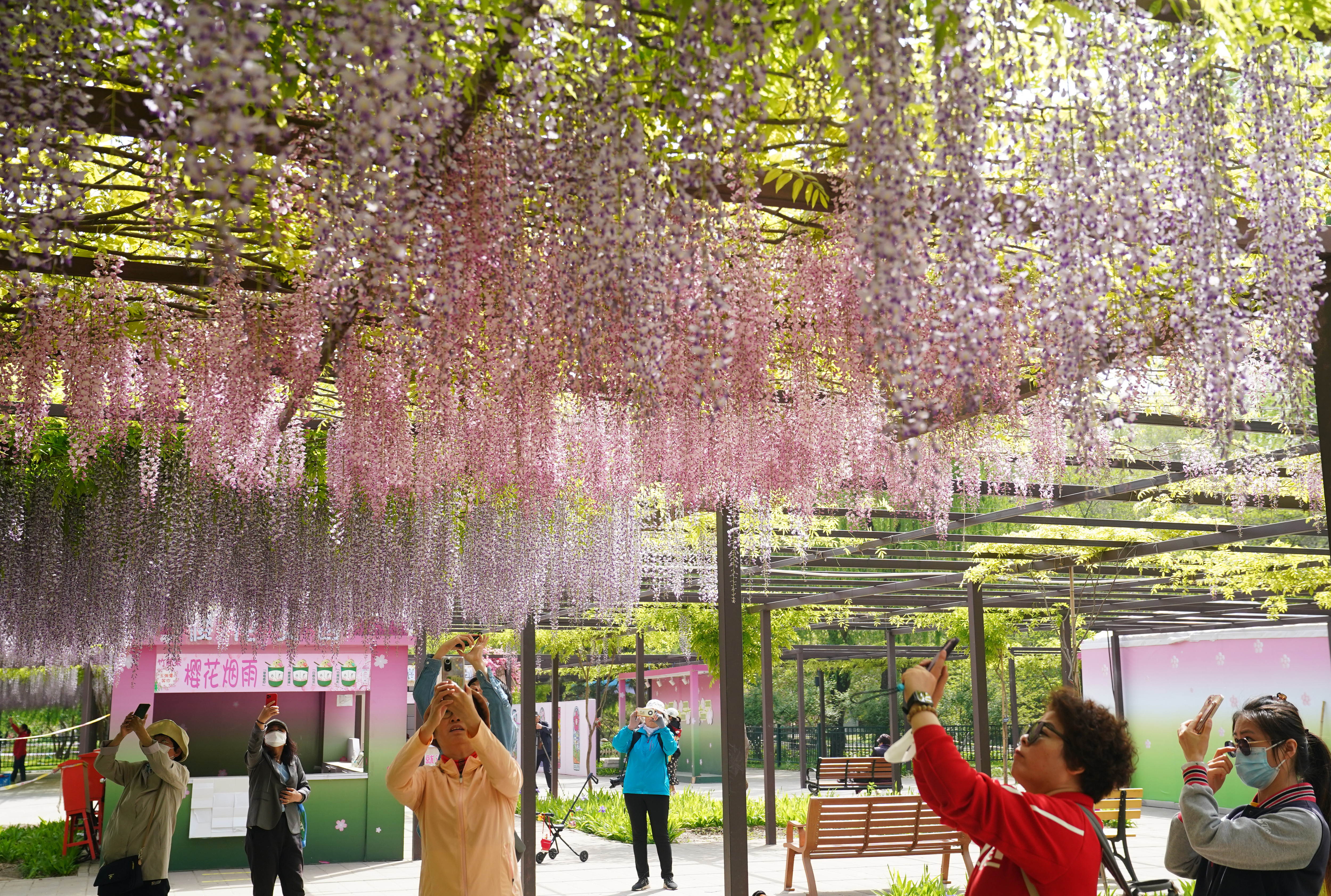 玉渊潭紫藤花海,紫色的海洋歌曲原唱