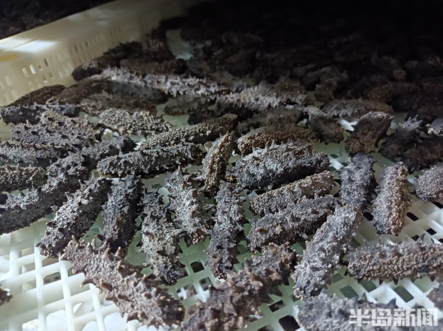 鲜参多少斤能出一斤淡干海参,北参南养开始了吗