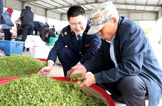 岚山：春风十里添绿意税惠万家到茶乡