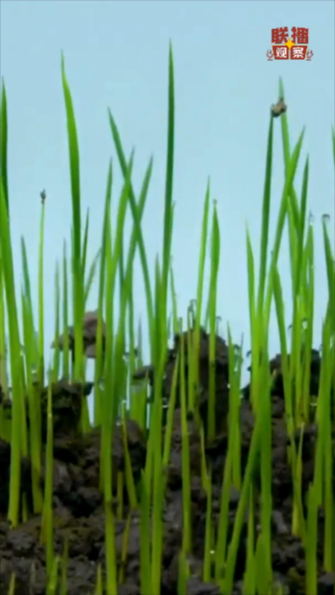 新闻联播水稻种植视频,最新的水稻新闻视频