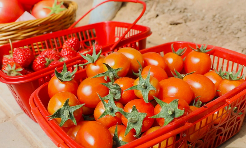 “五一”天津市武清区河北屯镇“番”花似锦吃西红柿大赛等你来挑战