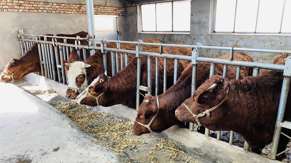 甘肃调研农业农村工作,甘肃乡村振兴调研报告