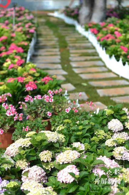 云南海埂公园万亩绣球花公园,昆明海埂公园绣球花美景