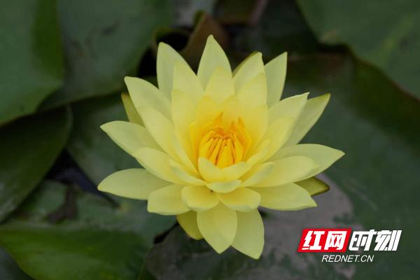 像极了莫奈笔下的睡莲,大通湖发现罕见双色睡莲