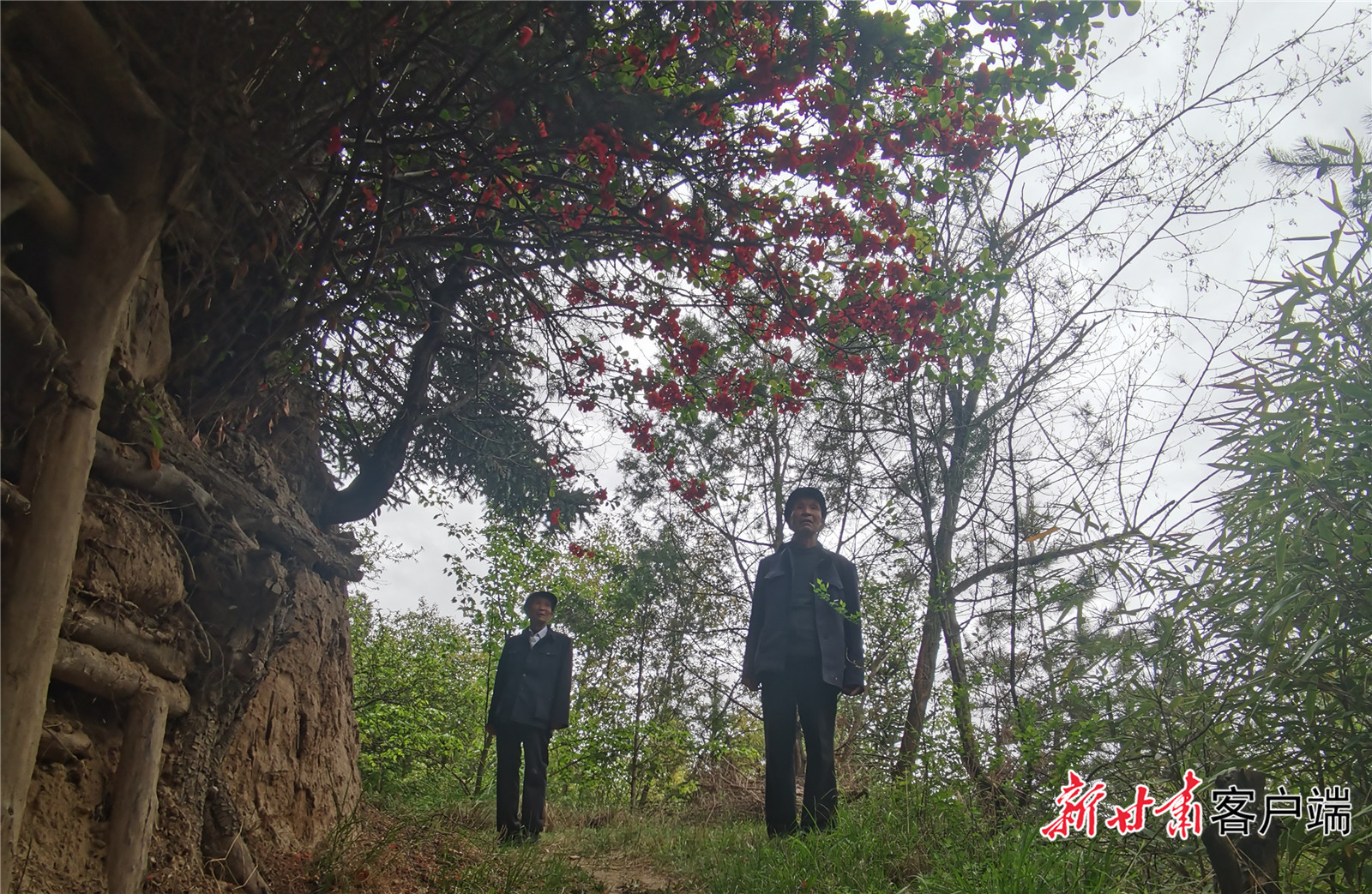 山上种树心底开花——老农“刚强兄弟”的丰厚人生