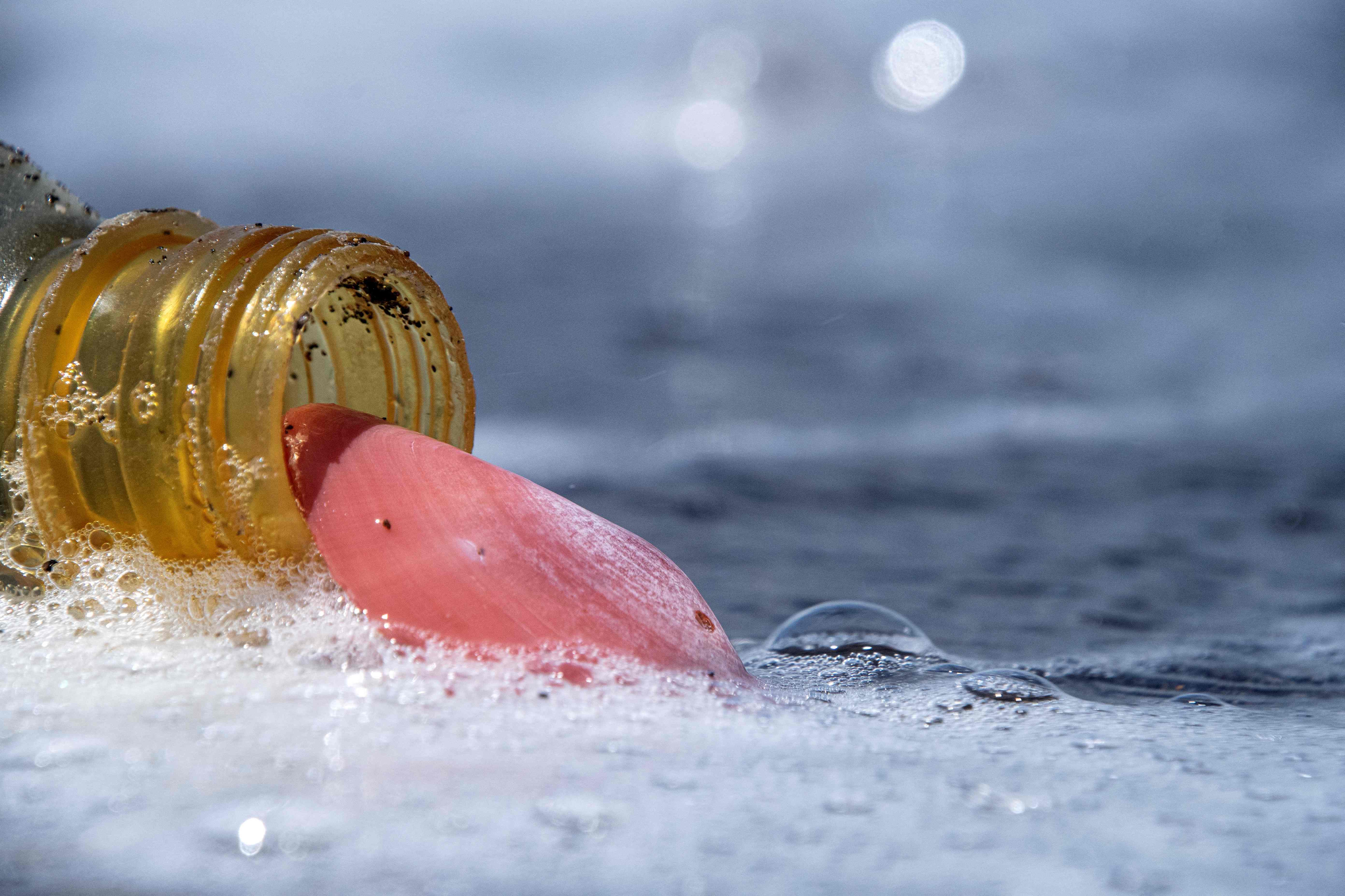 英国海滩垃圾清理,斯里兰卡海滩垃圾清理