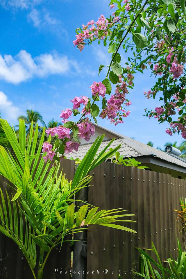 斐济南太平洋之旅,斐济之行游记