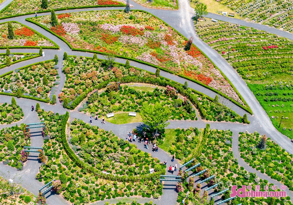 青岛开满玫瑰花的地方,青岛400亩花海惊艳盛开