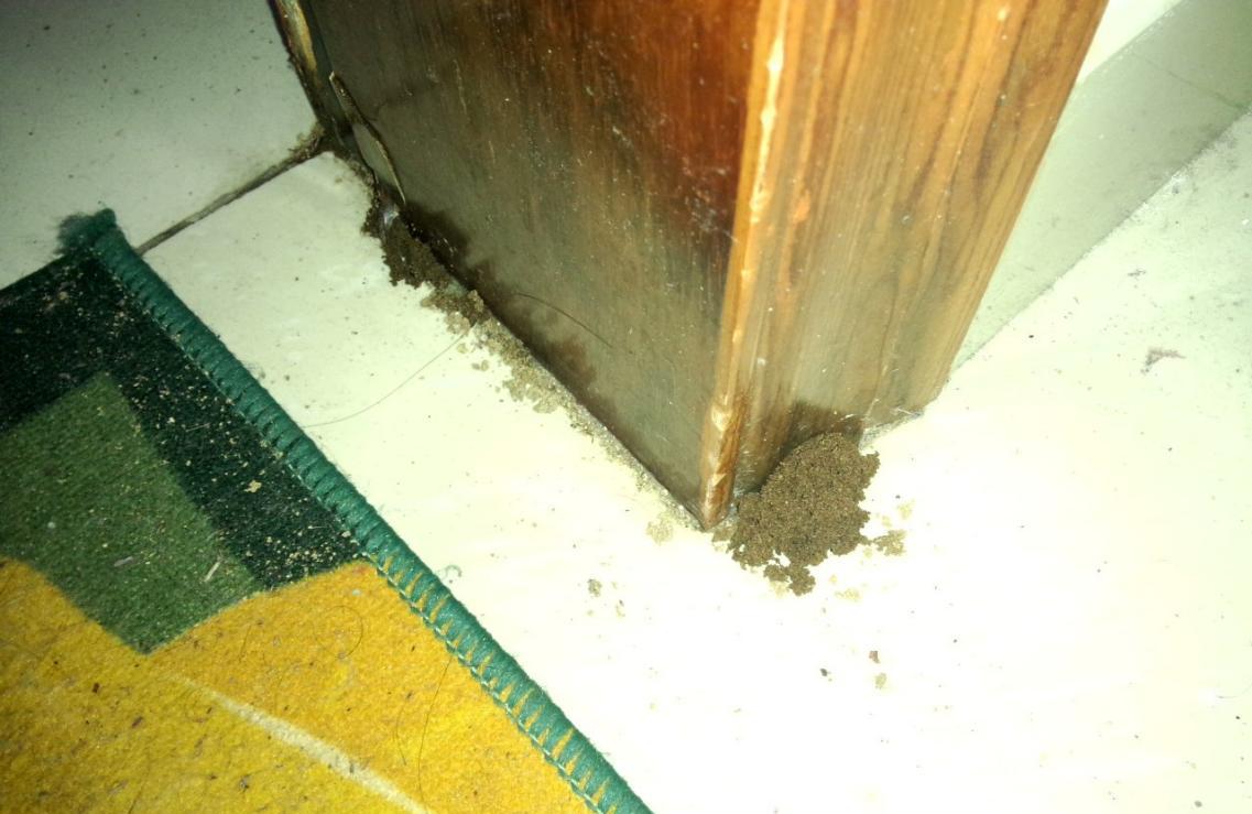 室外白蚁预防方法,白蚁危害进入高发期