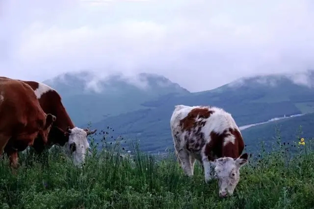 在京北第一天路看遍坝上美景,坝上草原最美天路
