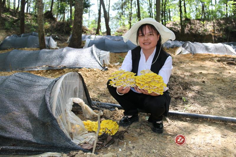 “借绿”生金“钱景”可观——罗平县花红村榆黄菇破土而出惹人爱