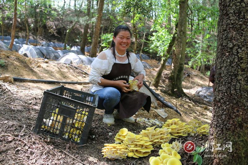 “借绿”生金“钱景”可观——罗平县花红村榆黄菇破土而出惹人爱