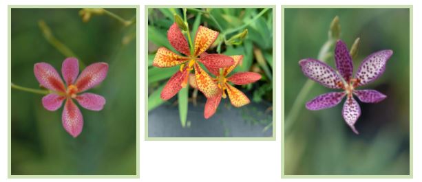 不同品种的鸢尾花怎么区分,鸢尾花品种及图片大全欣赏