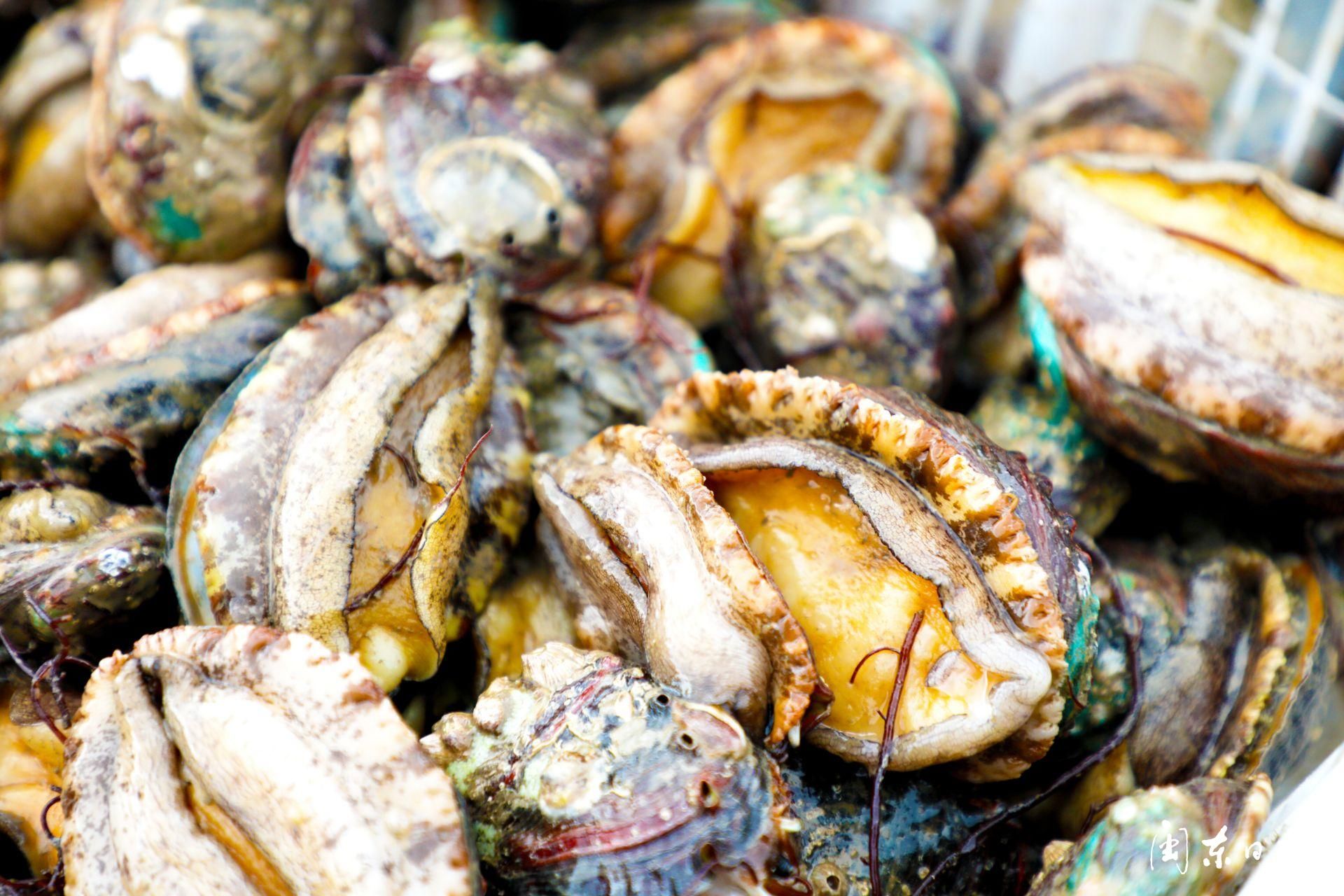 霞浦池澳村：南来北往聚渔村只缘养鲍“钱”景好