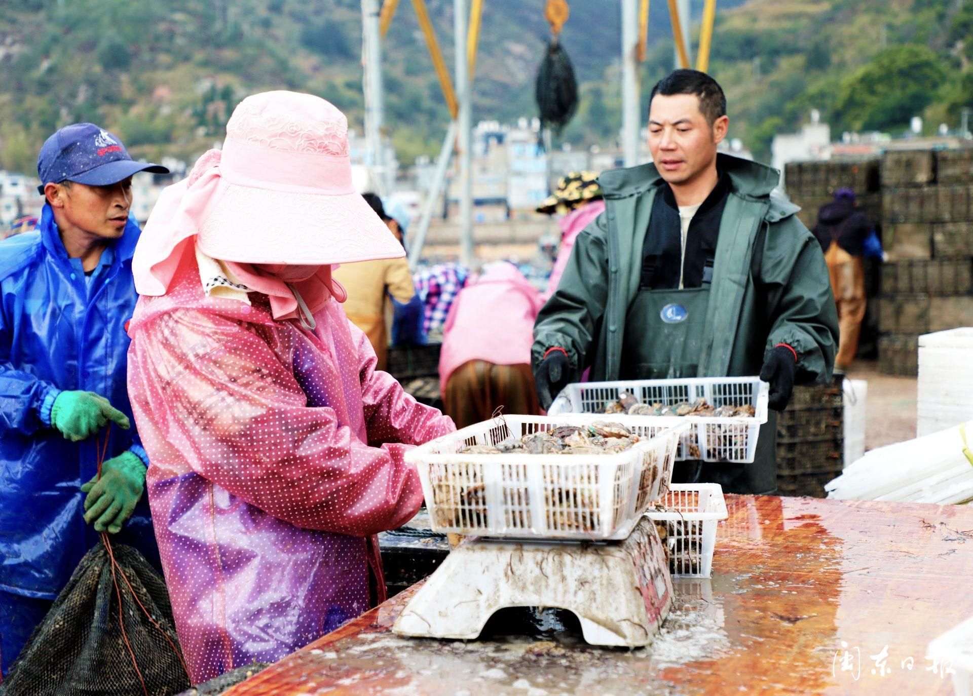 霞浦池澳村：南来北往聚渔村只缘养鲍“钱”景好