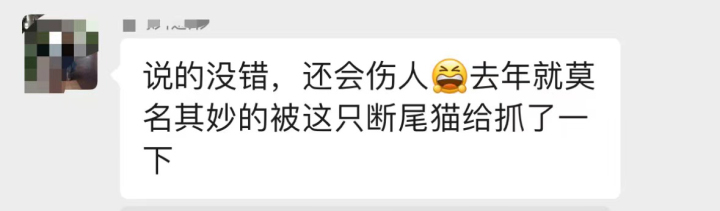 野猫抓伤小孩,抓伤的小猫