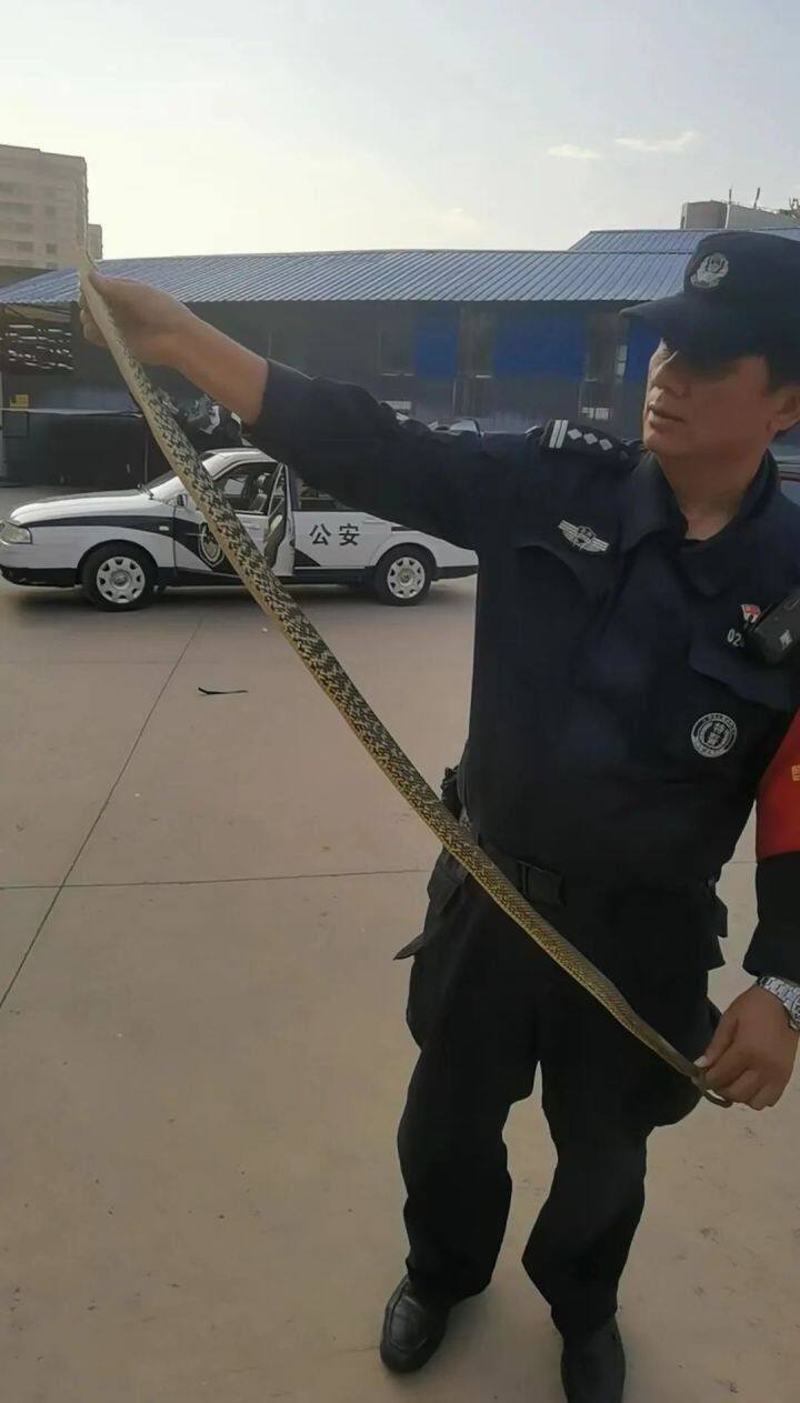 吓人视频突然出现一条蛇,车里突然发现一条蛇