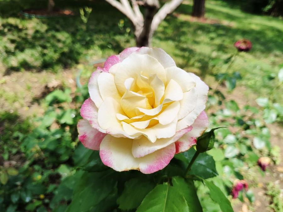 motorazr40ultra折叠屏测试,motorazr40ultra双卡测评