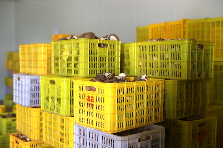 清水食用菌产业,清水县食用菌产业