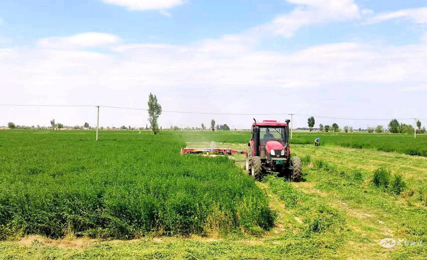 民勤县红沙梁镇：紫花苜蓿绽放“致富花”